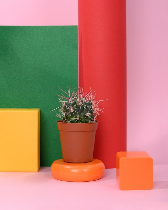 Green Cactus with colorful shapes, by Daria Liudnaya from Pexels