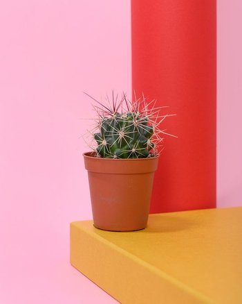 Photo of a cactus by Daria Liudnaya from Pexels